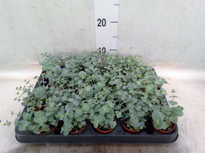 <h4>Sedum sieboldii</h4>