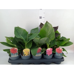 Canna  'Cannova'   ...mix