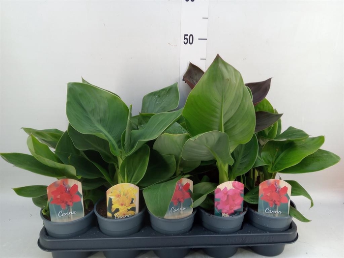 <h4>Canna  'Cannova'   ...mix</h4>
