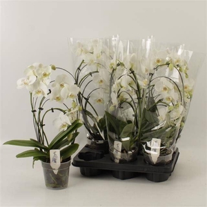 PHAL OV
