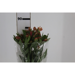 ALSTROEMERIA MILOS 080 CM