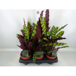 Calathea lancifolia