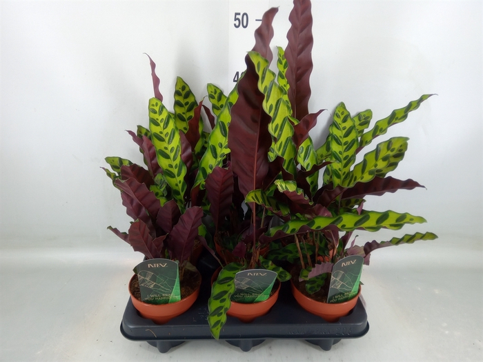 <h4>Calathea lancifolia</h4>