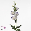 Lisianthus do excalibur blue picotee