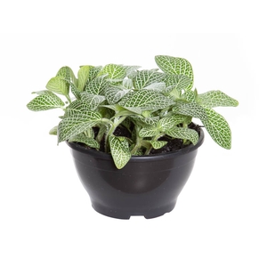FITONIA FOLHA LARGA C13 VERDE