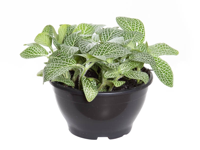 <h4>FITONIA FOLHA LARGA C13 VERDE</h4>
