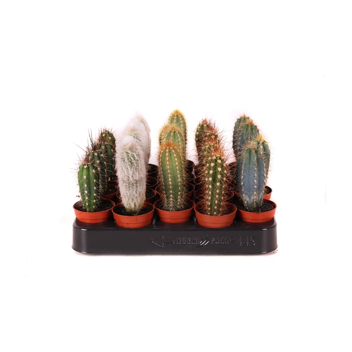 <h4>Cactus zuilen 5,5 cm</h4>