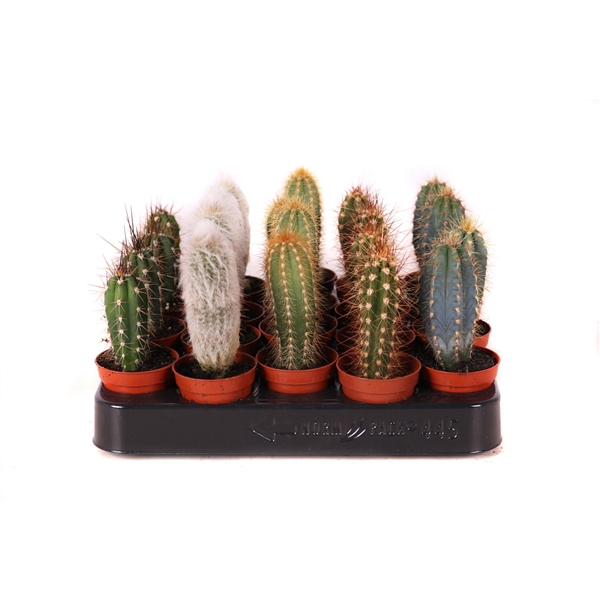 Cactus zuilen 5,5 cm