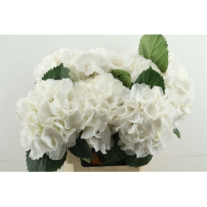 Hydr M Schneeball 60-19
