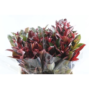Deco Gr Photinia Red Robin