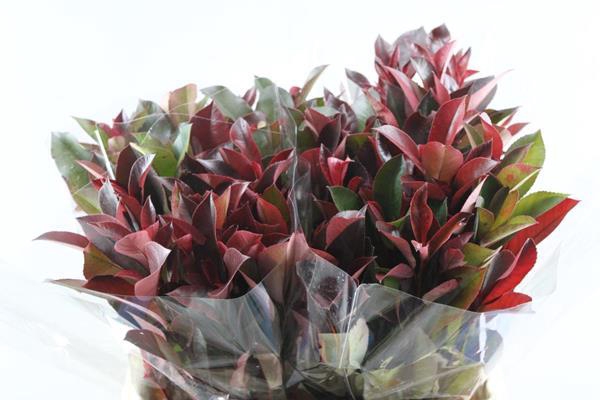 <h4>Deco Gr Photinia Red Robin</h4>