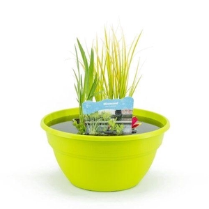 Terrasschaal Lime met mixmand