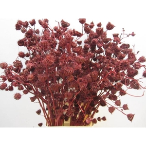 Abutilo A Bordeaux L80