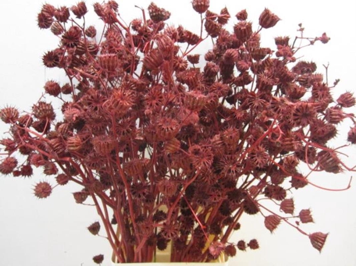 <h4>Abutilo A Bordeaux L80</h4>