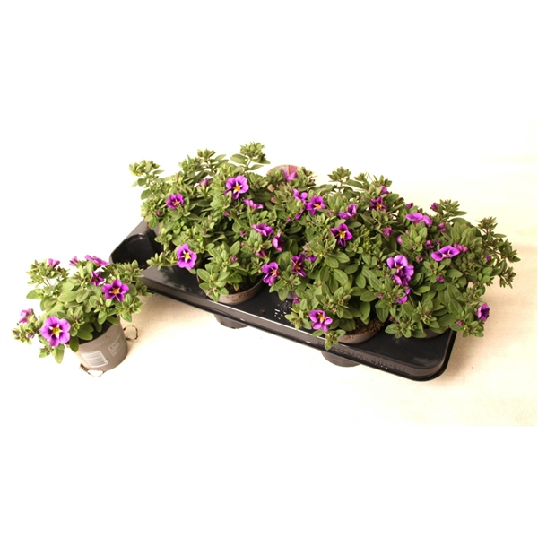 <h4>Calibrachoa Cabaret Bumble Bee Blue</h4>
