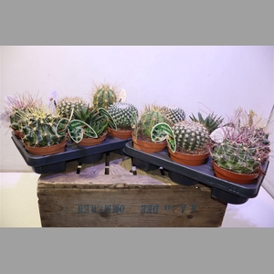 Cactus Gem