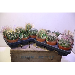 Cactus Gem