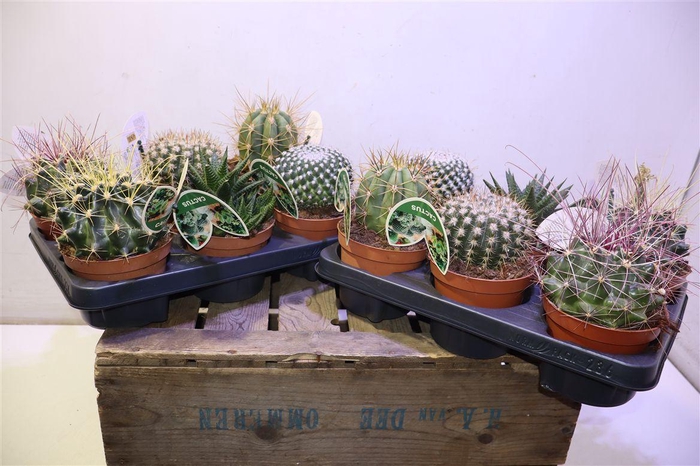 <h4>Cactus Gem</h4>