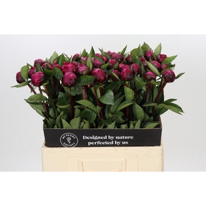 Paeonia Red Sarah Bernhardt