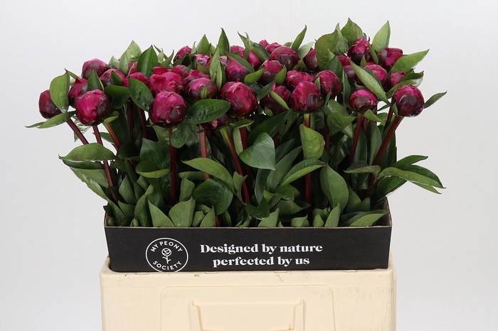 <h4>Paeonia Red Sarah Bernhardt</h4>
