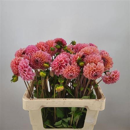 <h4>Dahl Lindas Baby</h4>