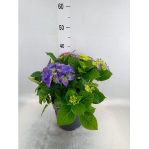 Hydrangea mac. 'Early'