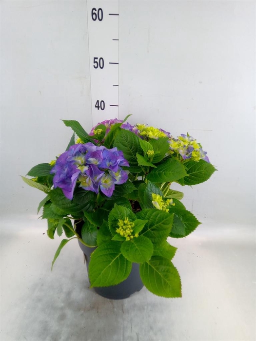 <h4>Hydrangea mac. 'Early'</h4>