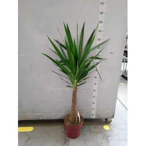 Yucca elephantipes   ...