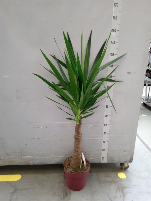 <h4>Yucca elephantipes   ...</h4>