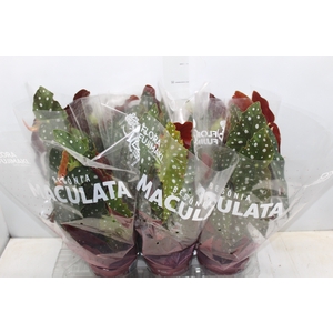 BEGONIA MACULATA P15 PO
