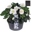 Helleborus niger 19Ø 30cm 35fl
