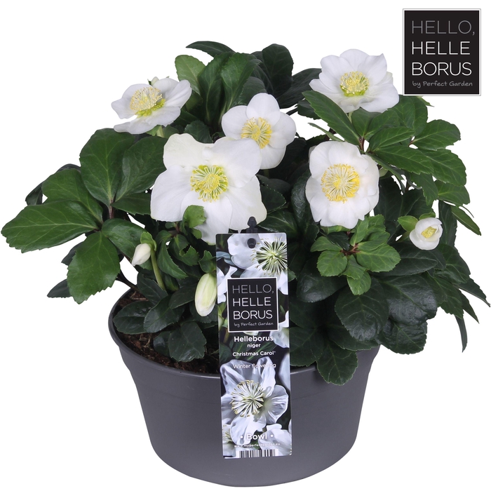 Helleborus niger 19Ø 30cm 35fl