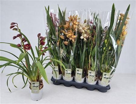<h4>Cymb Gemengd 2 Branches</h4>