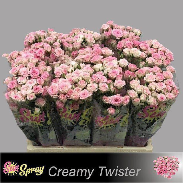 <h4>R TR CREAMY TWISTER</h4>