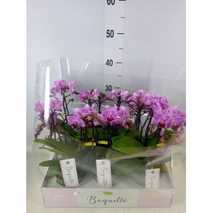 Phalaenopsis multi.   ...lilac