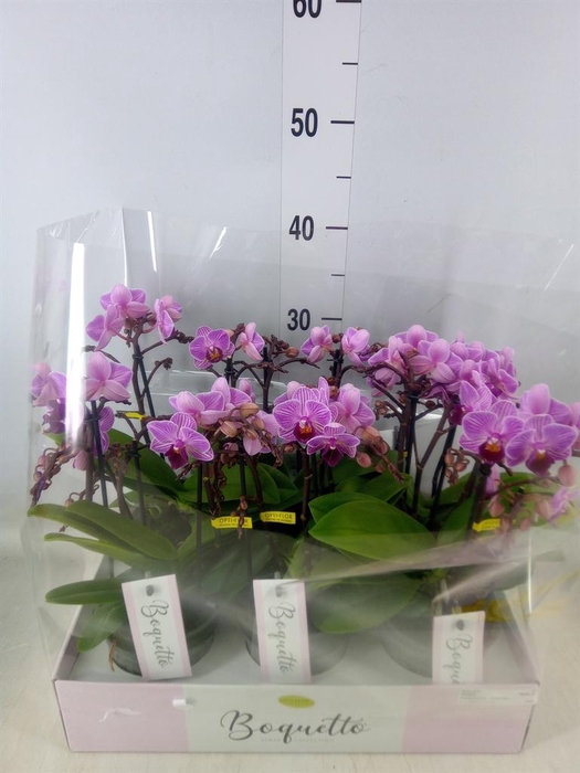 <h4>Phalaenopsis multi.   ...lilac</h4>