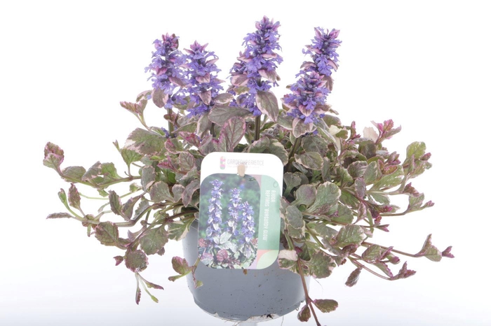 <h4>Ajuga reptans Burgundy Glow</h4>