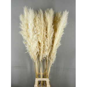 DF Pampas Bleached (head 60cm)