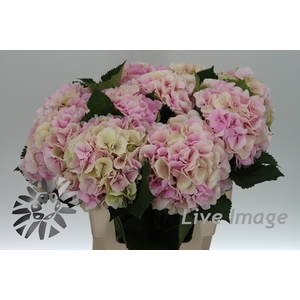 Hydrangea verena classic