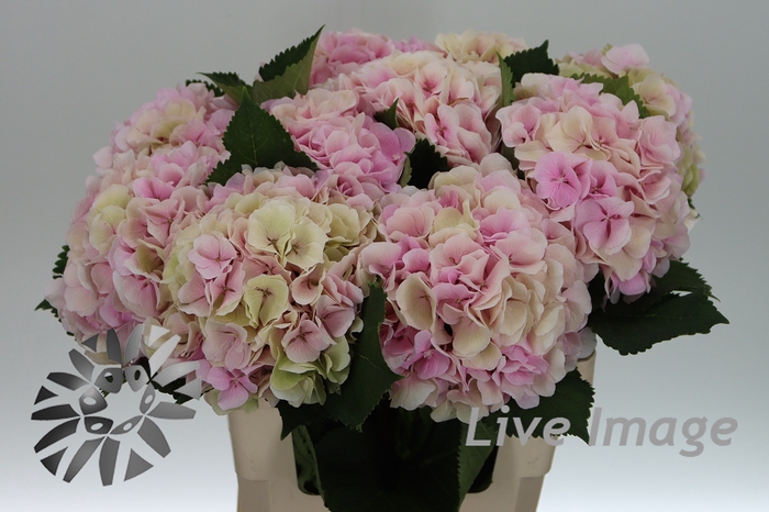 <h4>Hydrangea verena classic</h4>