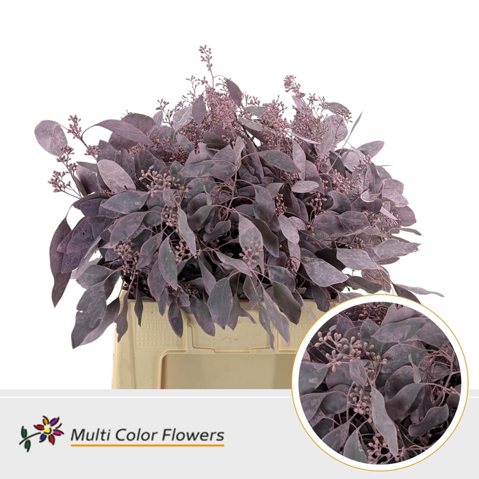 <h4>Euc Populus Bes Frost Rose</h4>