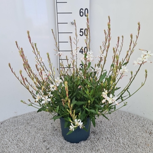Gaura Graceful White P19