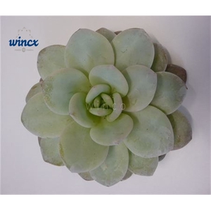 Echeveria Lauii Cutflower Wincx-5cm