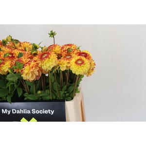 Dahlia Sunny Boy
