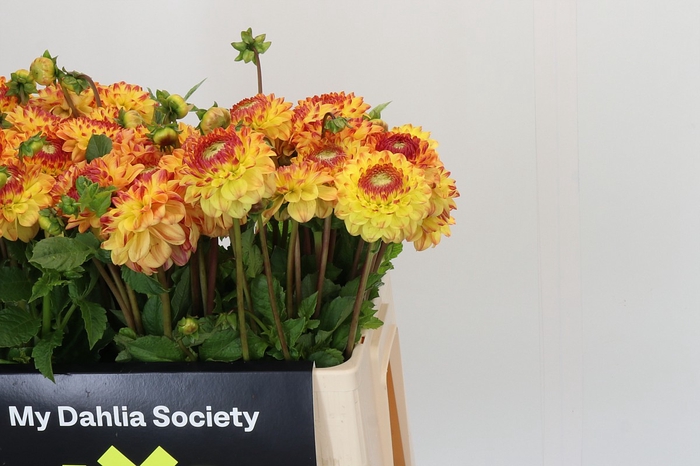 Dahlia Sunny Boy