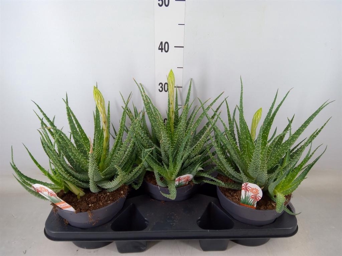 <h4>Aloe humilis</h4>