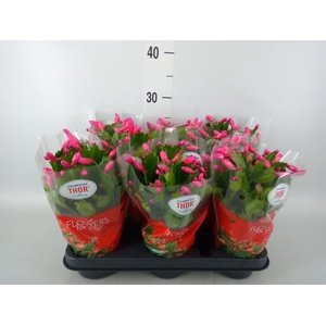 Schlumbergera ...