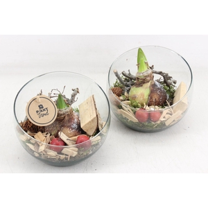 arr4 Amaryllis PL - Glas schuin x6