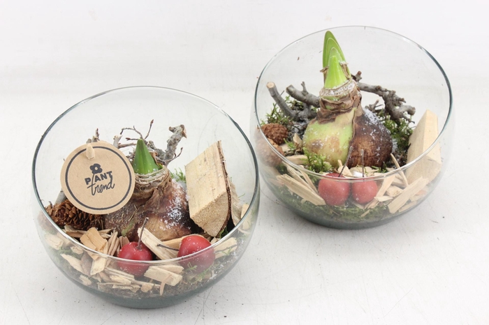 <h4>arr4 Amaryllis PL - Glas schuin x6</h4>