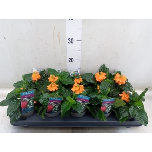 Crossandra infundib. 'Fortuna'
